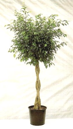 14" Ficus Benjamina Braid